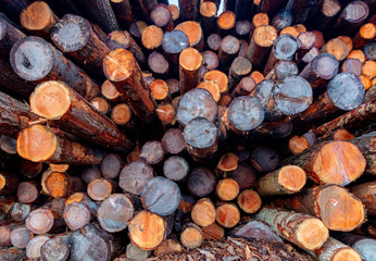 Lumber Mill