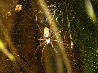 botanic garden spider
