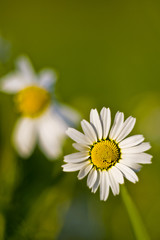 Obraz premium Daisy