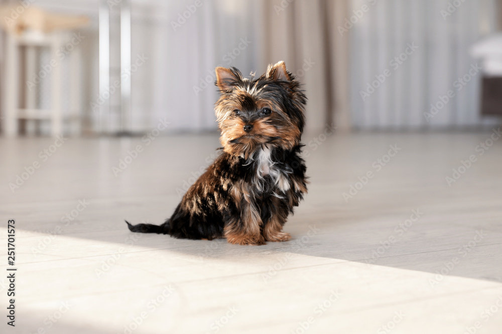 Wall mural cute yorkshire terrier puppy on wooden floor indoors. happy dog