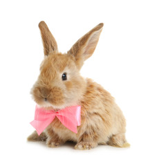 Adorable furry Easter bunny with cute bow tie on white background