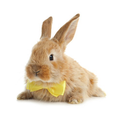 Adorable furry Easter bunny with cute bow tie on white background