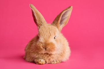 Adorable furry Easter bunny on color background