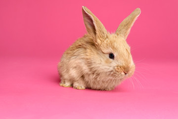 Adorable furry Easter bunny on color background