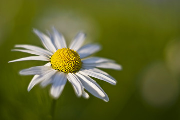 Obraz premium Daisy in grass