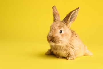 Adorable furry Easter bunny on color background, space for text