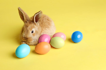 Adorable furry Easter bunny and dyed eggs on color background, space for text