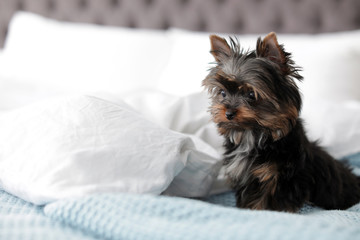 Cute Yorkshire terrier puppy on bed, space for text. Happy dog