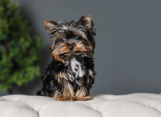 Cute Yorkshire terrier puppy and blurred Christmas tree on background. Happy dog
