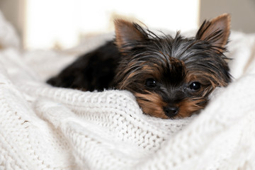 Cute Yorkshire terrier puppy on bed, closeup. Happy dog