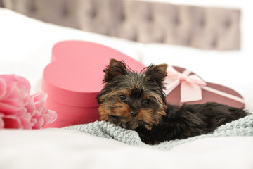 Cute Yorkshire terrier puppy with gift and flowers on bed. Happy dog