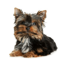 Cute Yorkshire terrier puppy on white background. Happy dog