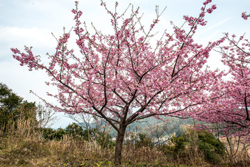 Fototapeta premium 津久見の河津桜
