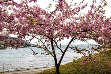 津久見の河津桜