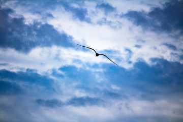 Gaivota