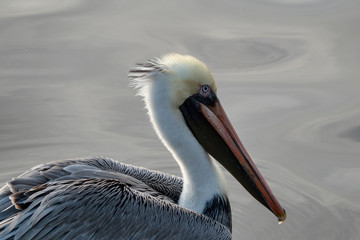 Brown Pelican