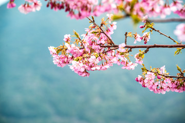 津久見の河津桜
