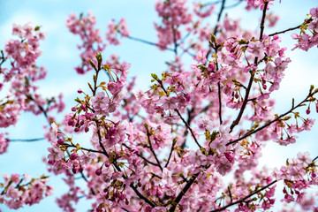 津久見の河津桜