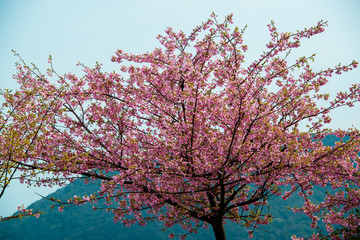 津久見の河津桜