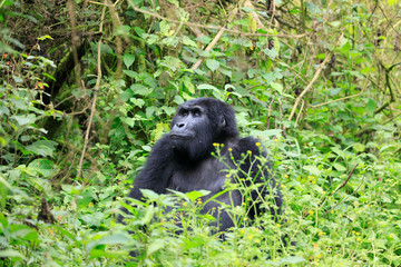 Bwindi Impenetrable National Forest Queen Elizabeth National Park