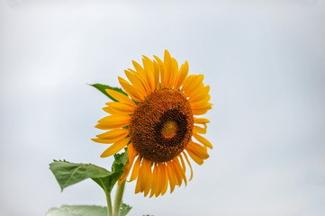 Sunflowers growing in farmland