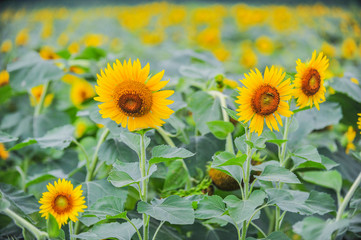 Sunflowers growing in farmland