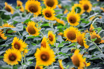Fototapeta na wymiar Sunflowers growing in farmland