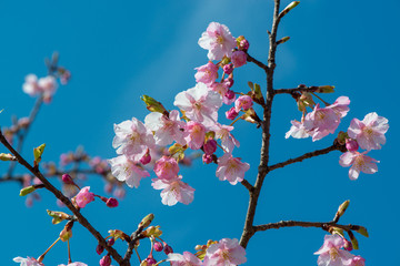 南立石公園の河津桜