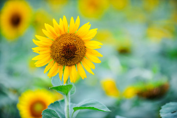 Sunflowers growing in farmland