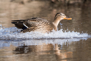 Mallard, Duck, Anas platyrhynchos