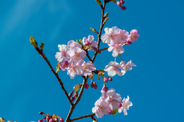 南立石公園の河津桜