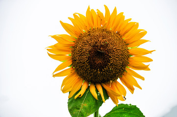 Sunflowers growing in farmland