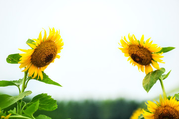 Sunflowers growing in farmland