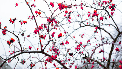winter bush with rosehip tree fruits