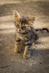 Portrait of a cute baby kitten