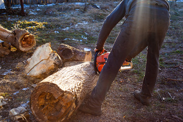 A man is sawing firewood of fallen nut trees with a chainsaw at sunset under a pleasant sun