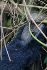 Bwindi Impenetrable National Forest Queen Elizabeth National Park