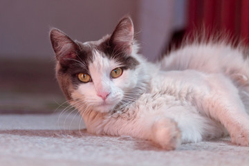 Gato mirada frontal acostado