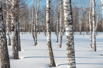 Trees in the winter forest. Winter forest. Winter landscape.