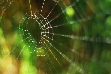 Naklejka premium Cobweb, spider web