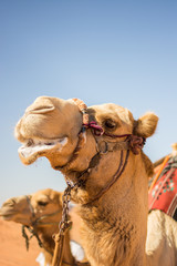 Closeup of Camel