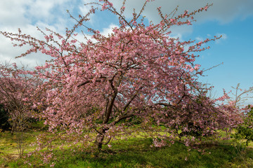 Fototapeta premium 豊前の河津桜