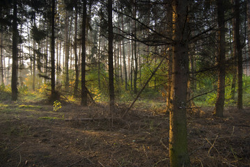 Forest at sunrise