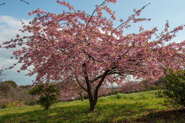 Fototapeta premium 豊前の河津桜