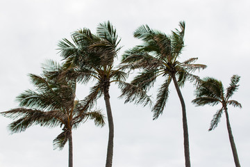 Fototapeta na wymiar palm trees on background of cloudy sky with strong wind storm windy weather