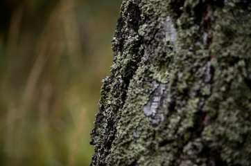 An old tree in a coniferous forest covered with moss