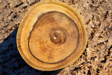 Walnut Wood Stump Texture