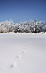 winter landscape with trees and snow