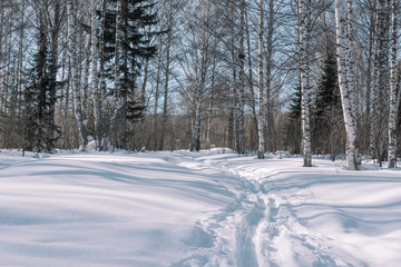 Ski trail in the forest. Traces of the snowcat. Trail for skiing in the forest. Winter forest for...