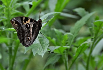 butterfly on flower